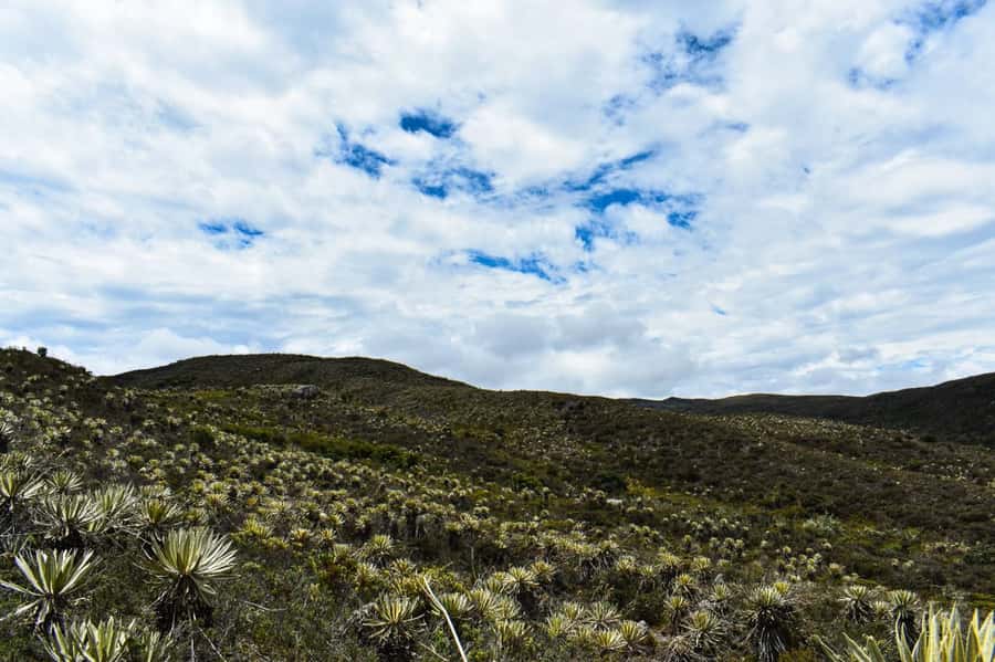 Bogotá: Sumapaz National Park Hike Tour - Pace on the trail: quiet country, long stretches, and time to absorb it