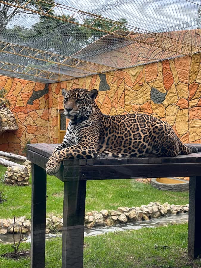 BOGOTA: Tour of Jaime Duque Park, Zoo, and Aerospace Museum - Wakatá Biopark: meeting animals in a conservation-minded setting