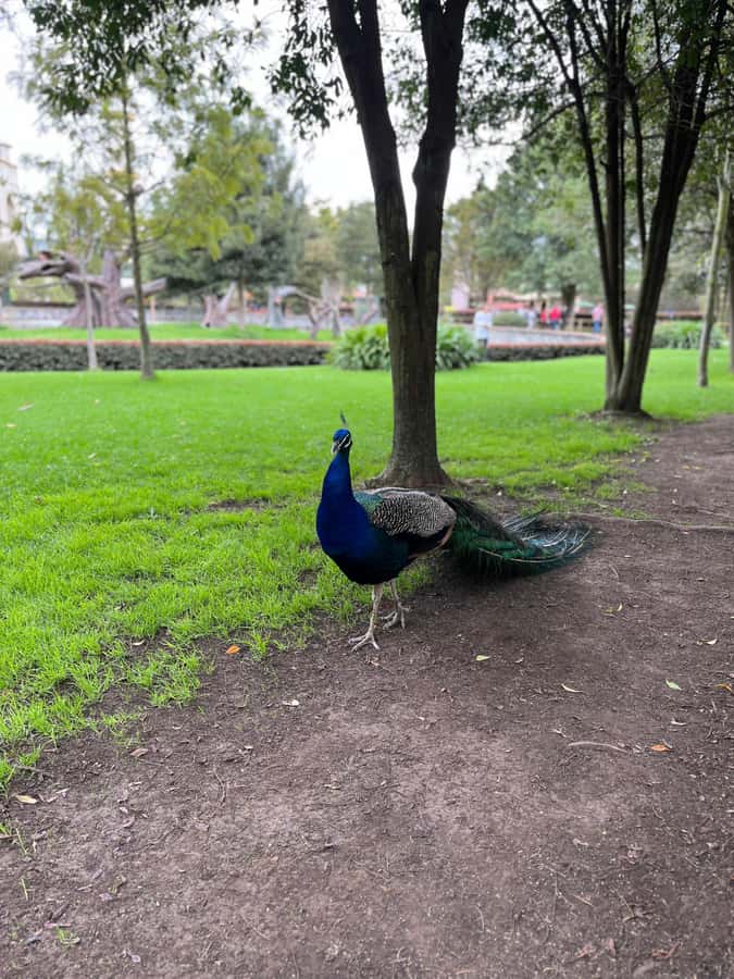 BOGOTA: Tour of Jaime Duque Park, Zoo, and Aerospace Museum - Jardín de la Fuente de Los Ángeles and the Medieval Castle