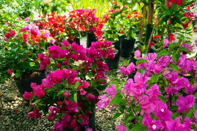 Botanical Garden and Arvi Park Medellín City Tour - Price and what you’re really buying for $85