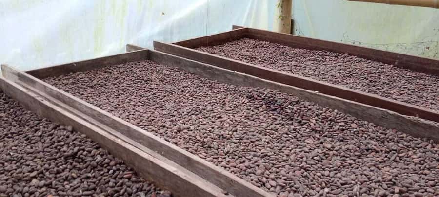 Cacao and Coffee Tour - Key Points I’d Plan Around
