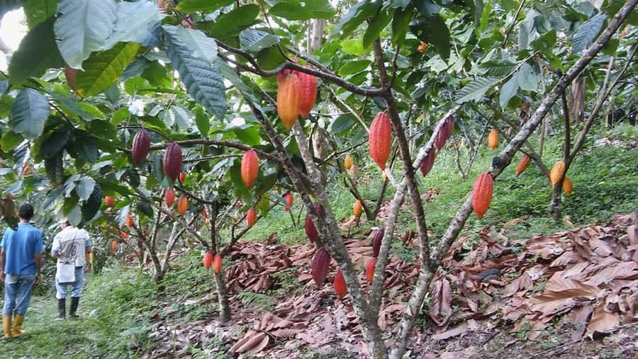 Cacao and Coffee Tour - Who This Tour Fits Best