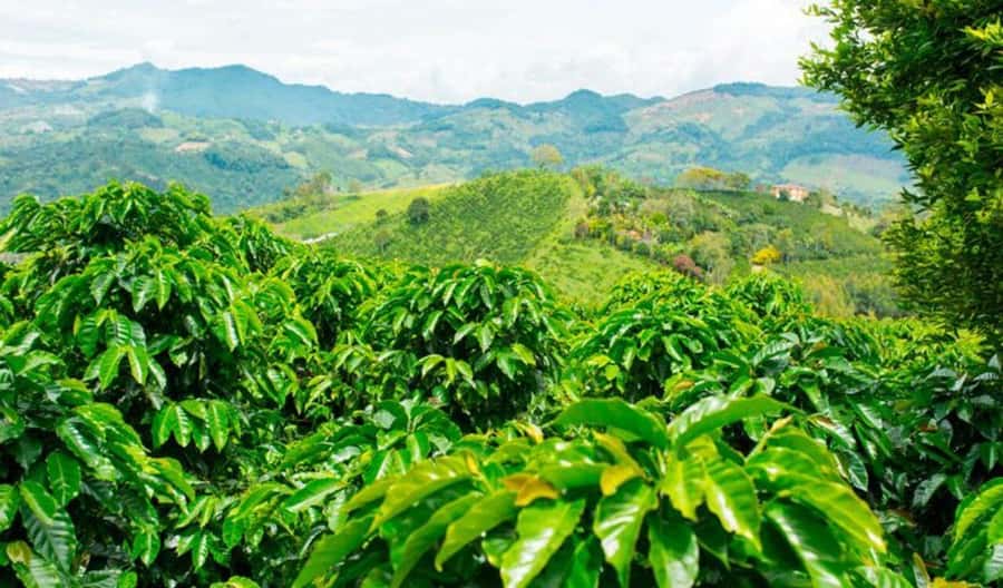 Cacao and Coffee Tour - The 1960 Coffee and Cacao Farm Visit