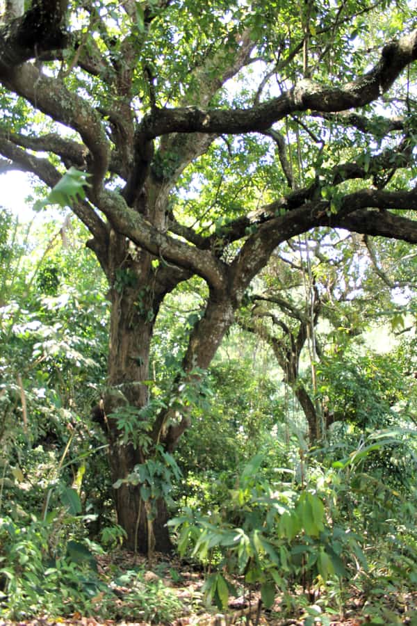 Cacao Experience Tour - Why the Cacao Tour Starts at Minca’s Church