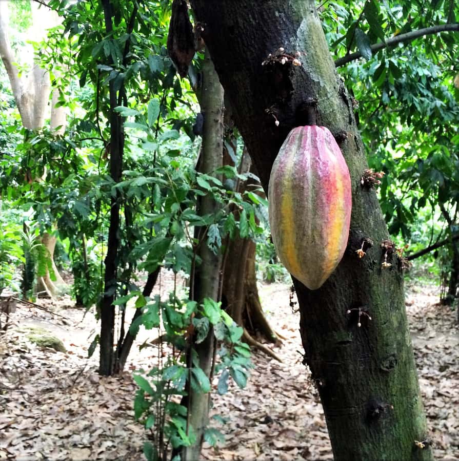 Cacao Experience Tour - The Bean-to-Mouth Cacao Session, Fruit to Face Mask