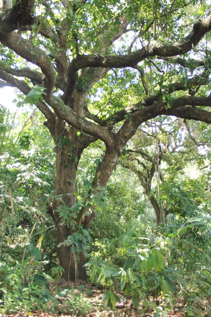Cacao Experience Tour - Who Should Book This Tour (And Who Might Skip It)