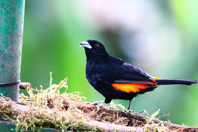 Cali: Bird Watching | Birding in the cloud forest at kilometer 18 - Key highlights you will actually care about