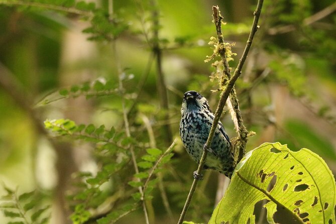 Cali: Bird Watching | Birding in the cloud forest at kilometer 18 - The 6-hour plan, starting at 6:00 am