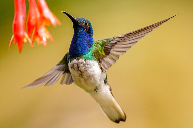 Cali: Bird Watching | Birding in the cloud forest at kilometer 18 - Price and value: what $175 covers, and who it fits best
