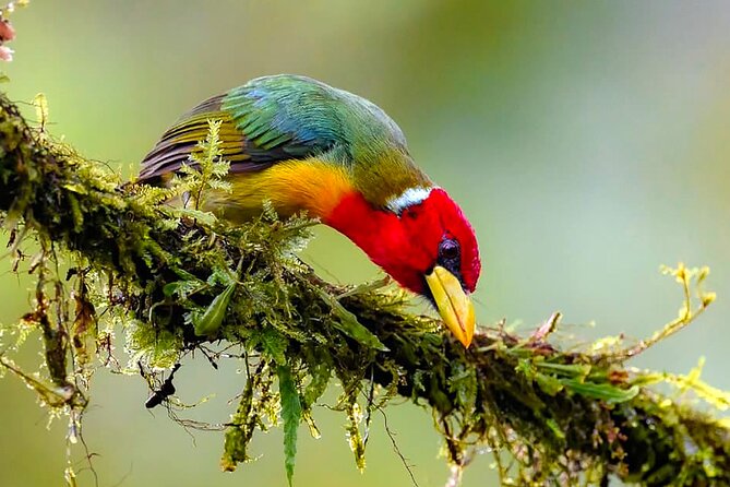 Cali: Bird Watching | Birding in the cloud forest at kilometer 18 - What to pack for a cloud forest morning