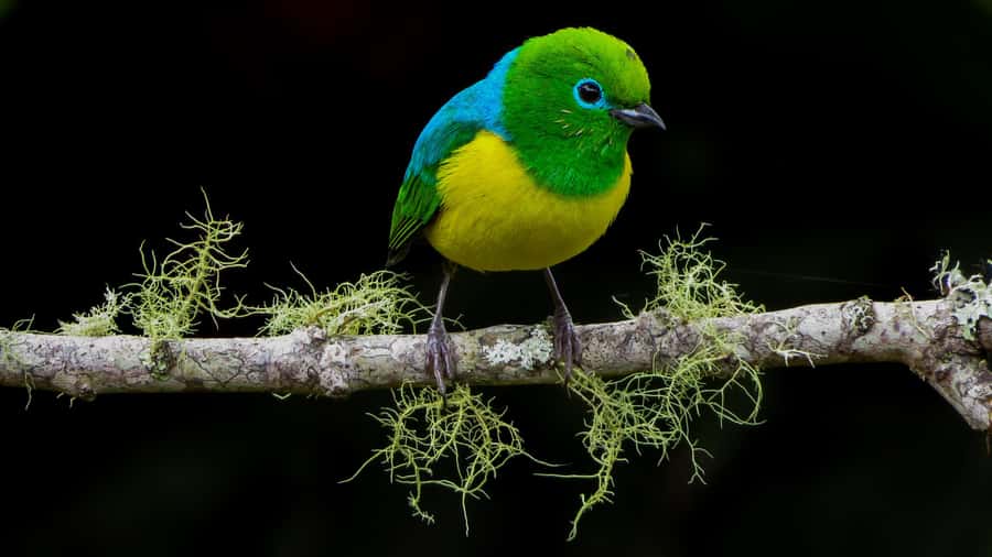 Cali: Bird Watching in The San Antonio Fog Forest - Key highlights worth caring about