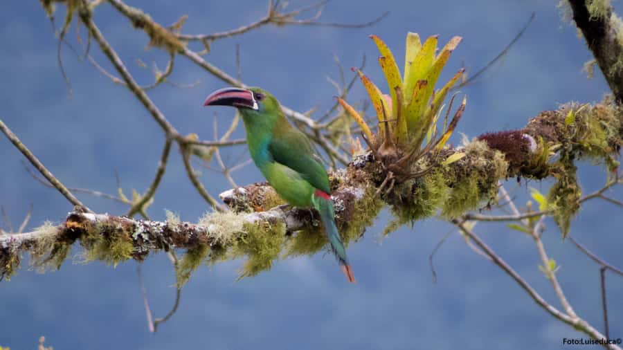 Cali: Bird Watching in The San Antonio Fog Forest - Why the San Antonio Fog Forest is a Cali bird-watching magnet