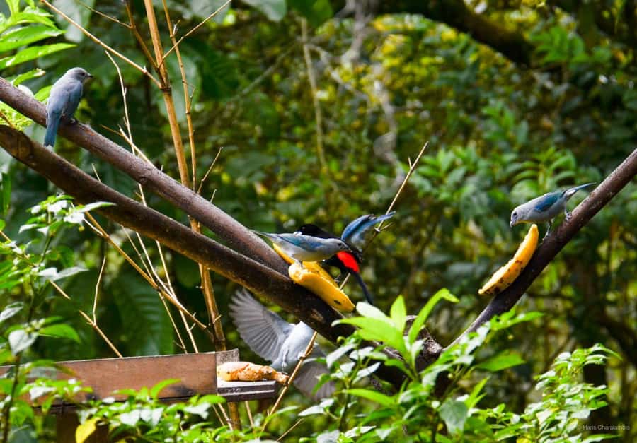 Cali: Bird Watching in The San Antonio Fog Forest - Bosque de Niebla birding and nature: the heart of the day
