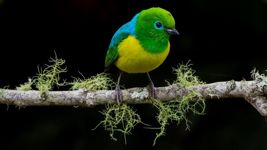 Cali: Bird Watching in The San Antonio Fog Forest - What to bring, what to wear, and how to handle the fog