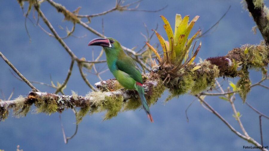 Cali: Bird Watching in The San Antonio Fog Forest - Snack and coffee: the quiet quality-of-life win