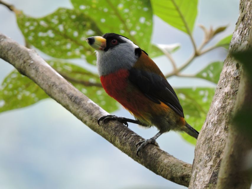 Cali: Bird Watching in The San Antonio Fog Forest - Best time to go for hummingbirds (and when you can still go)