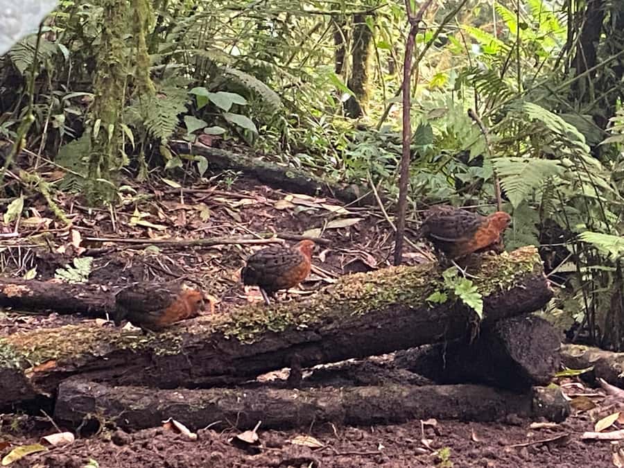 Cali: Bird Watching in The San Antonio Fog Forest - Getting started at Hotel Intercontinental Cali (and what that means for your timing)