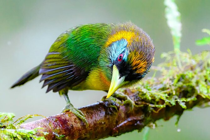Cali: Birding | Birds of the Cali River - Bird Watching - Key Highlights You Will Feel on Day One