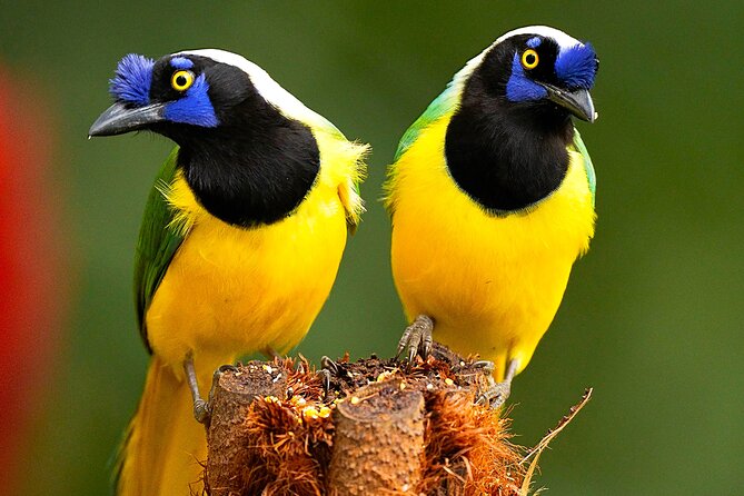 Cali: Birding | Birds of the Cali River - Bird Watching - Why Birding Along the Cali River Feels Different Than Usual City Sightseeing