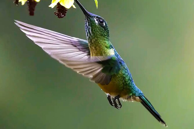 Cali: Birding | Birds of the Cali River - Bird Watching - Binoculars Included, Plus a 10-Minute Training That Saves You Time