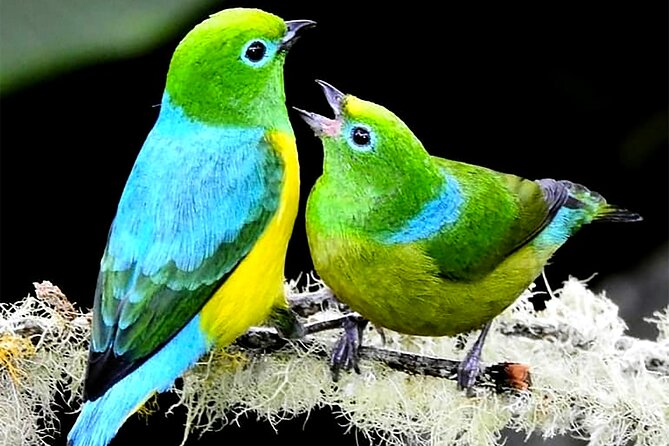 Cali: Birding | Birds of the Cali River - Bird Watching - What to Wear and Pack for a 3-Hour River Morning