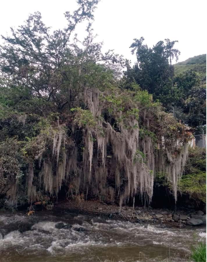 Cali: Cali River Waterfall and Great River Pools Tour - Jardin Botánico de Cali area: the walk-through and the optional trail