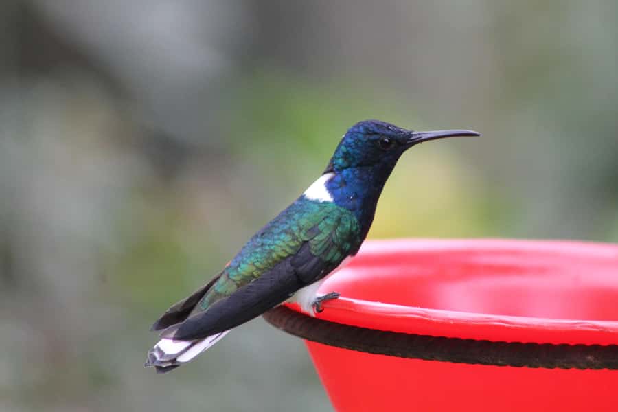 Cali: Hummingbird Watching & Photography Tour - Key things to know before you go