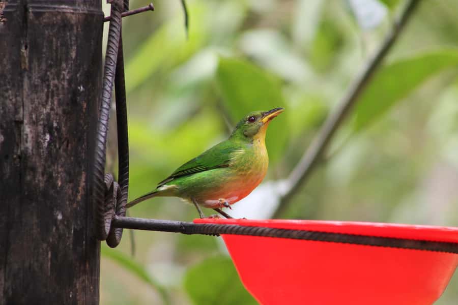 Cali: Hummingbird Watching & Photography Tour - Should you book Cali Hummingbird Watching and Photography Tour?
