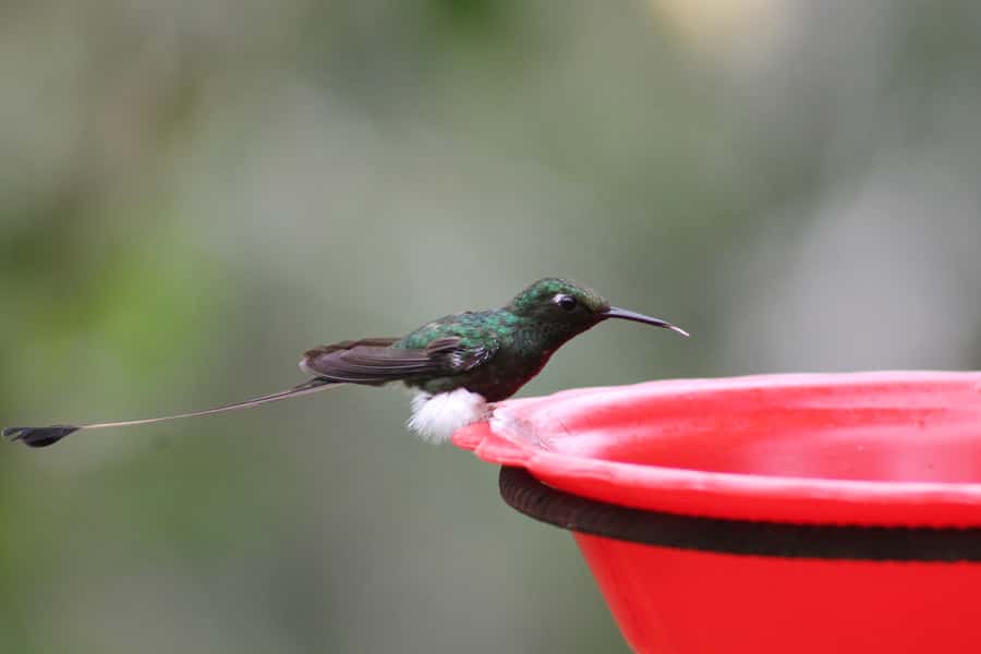 Cali: Hummingbird Watching & Photography Tour - Why Cali’s west mountains feel like a different kind of bird world