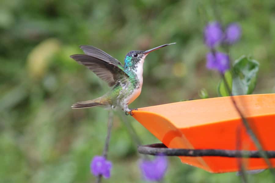 Cali: Hummingbird Watching & Photography Tour - Getting picked up in Cali, then riding up with the right pace
