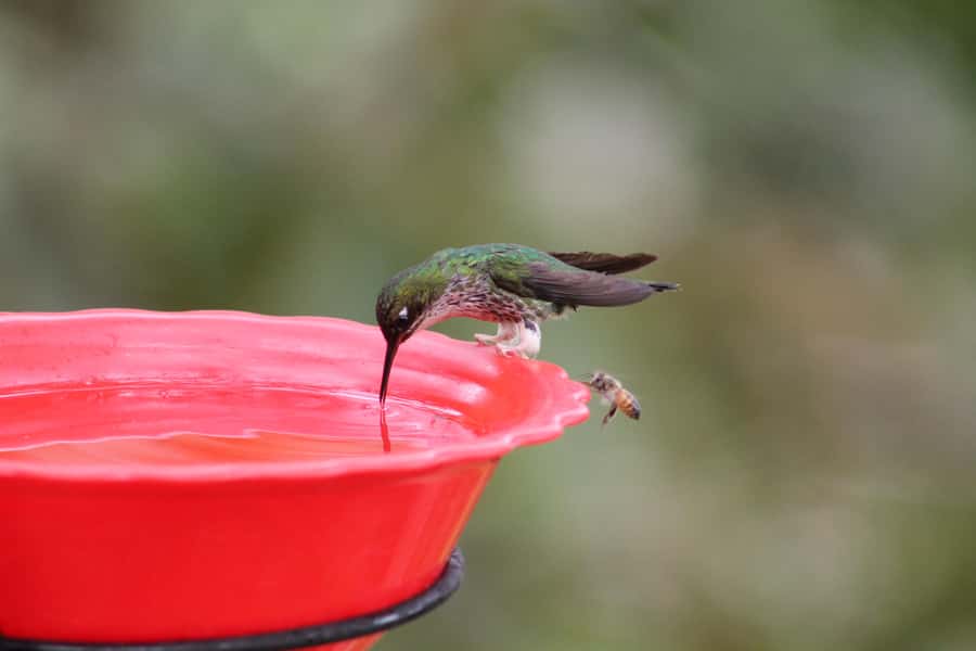 Cali: Hummingbird Watching & Photography Tour - The 1.5 to 2 hours of birdwatching: your best strategy on the ground