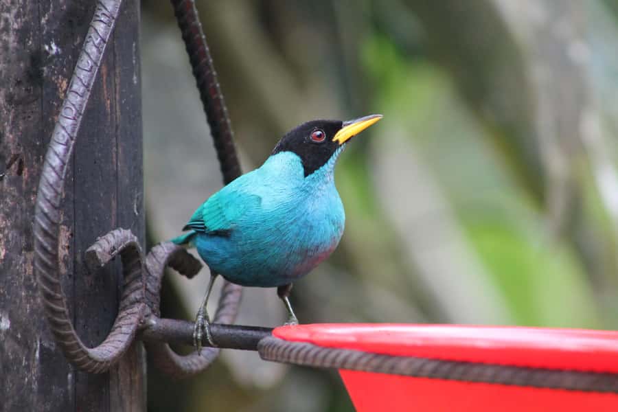 Cali: Hummingbird Watching & Photography Tour - Weather up there: chilly rain is part of the plan, not a surprise