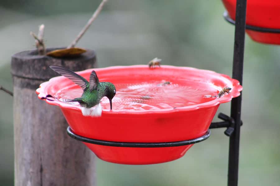 Cali: Hummingbird Watching & Photography Tour - Who this tour is best for, and who might want a different day