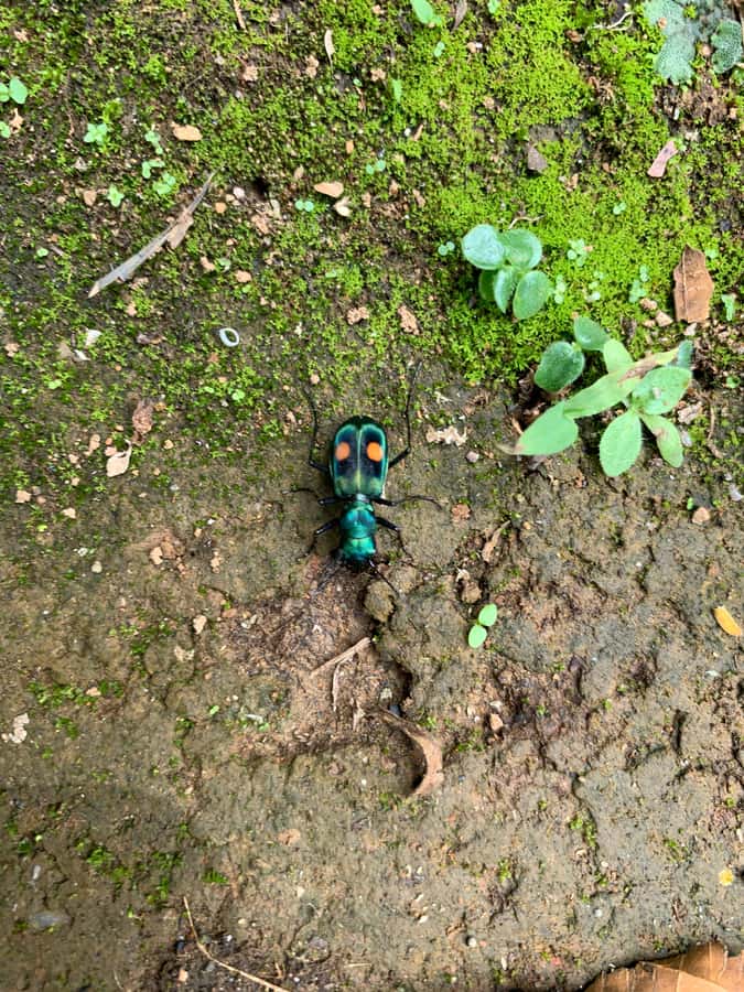 Cali: Tour of Waterfall in Pance River - Chorrera del Indio - The optional Pance Park Health Foundation stop and trail choices