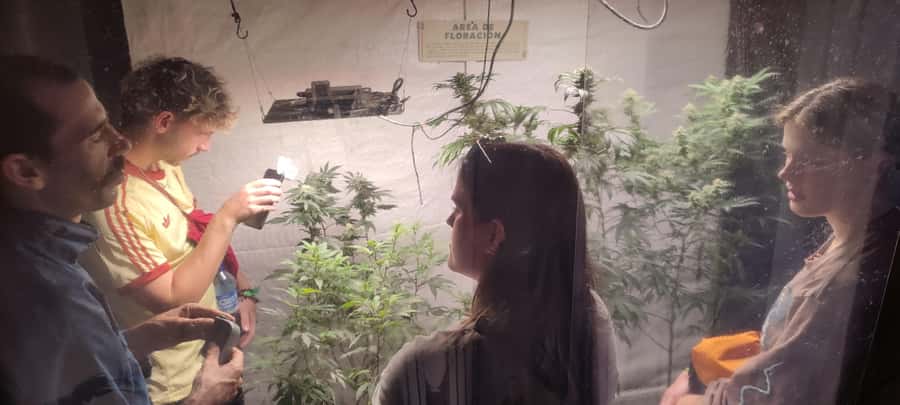 CANNABIS EXPERIENCE - Salento cannabis, with a growers-eye focus