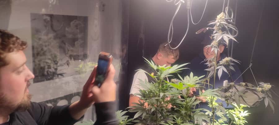 CANNABIS EXPERIENCE - The terrace moment: culture, wellness, and connection in Salento