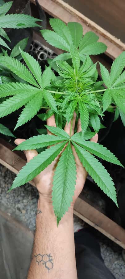 CANNABIS EXPERIENCE - Learning the whole cultivation chain: seed selection to curing