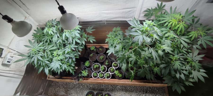 CANNABIS EXPERIENCE - Why the tour emphasizes nature and well-being
