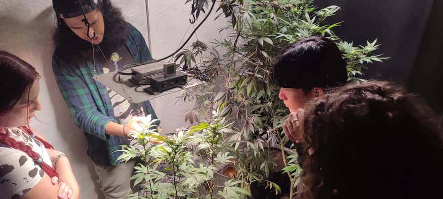 CANNABIS EXPERIENCE - Included drink and souvenir: small perks, real memory value