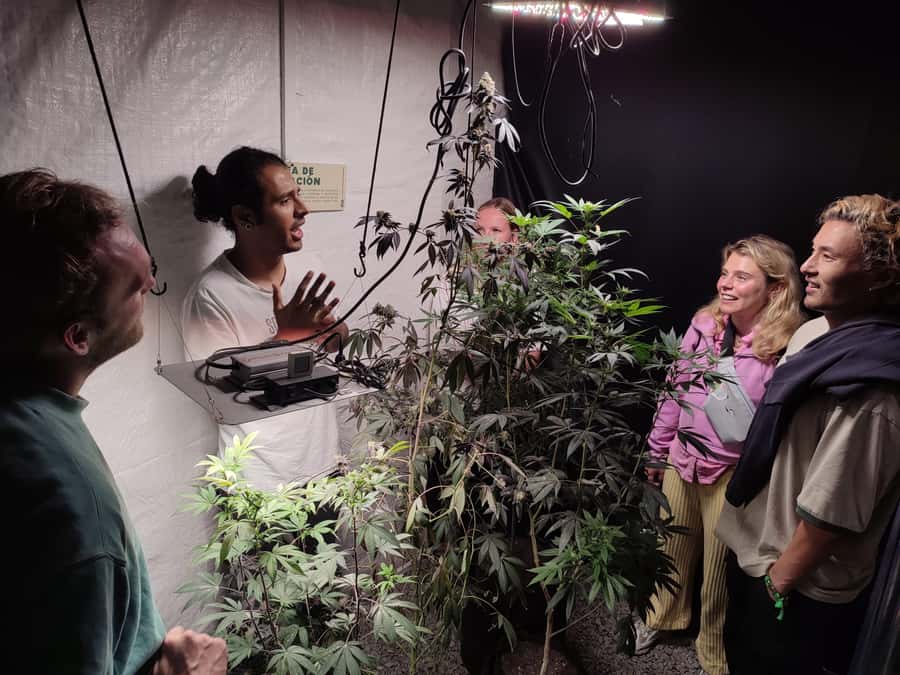 CANNABIS EXPERIENCE - Who this tour is best for (and who should skip it)