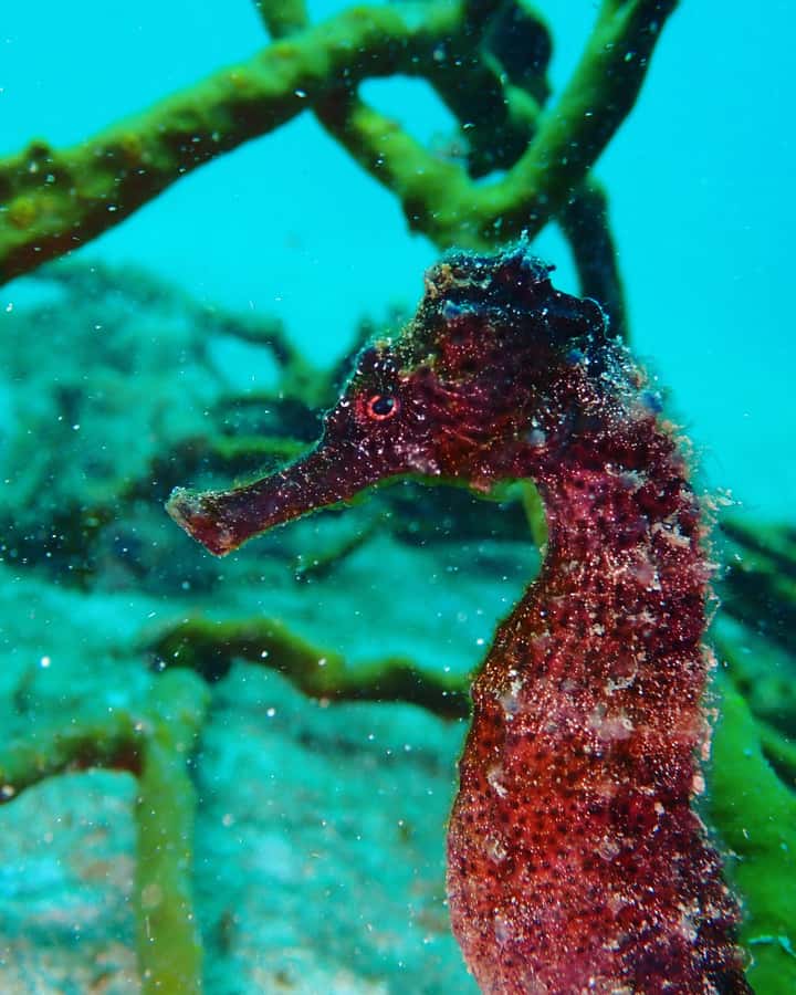 Cartagena: 2 Tanks Dive Plan For CERTIFIED DIVERS - Underwater photos and videos: included, and worth asking what format means