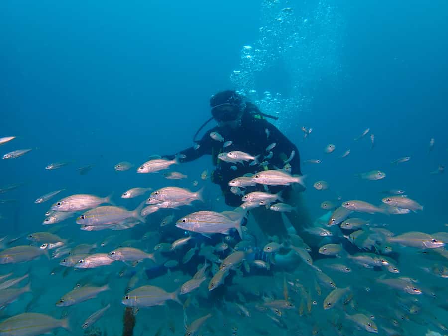 Cartagena: 2 Tanks Dive Plan For CERTIFIED DIVERS - Guides, language, and what “personal attention” looks like on a boat