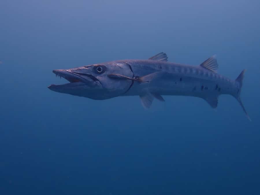 Cartagena: 2 Tanks Dive Plan For CERTIFIED DIVERS - Timing and pace: why this ends around late morning