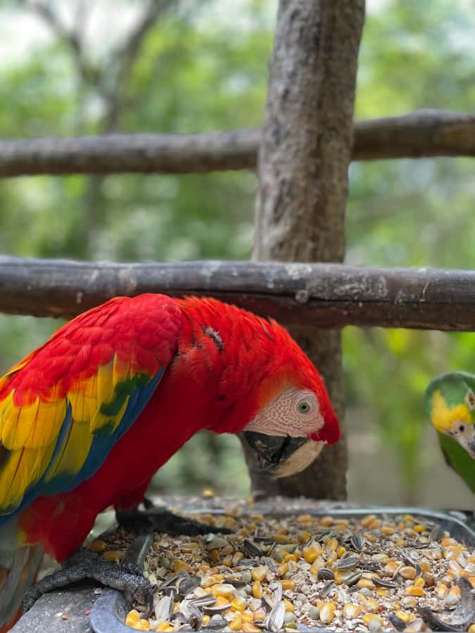 Cartagena: Aviary National Park Tour with Hotel Pickup - Inside the park: 17 acres and 135+ species in habitat