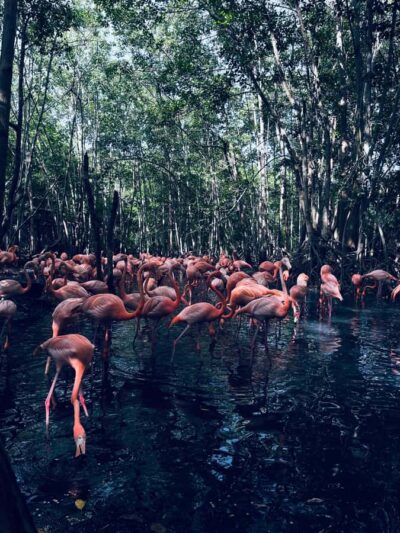 Aviary National Park Tour with Hotel Pickup