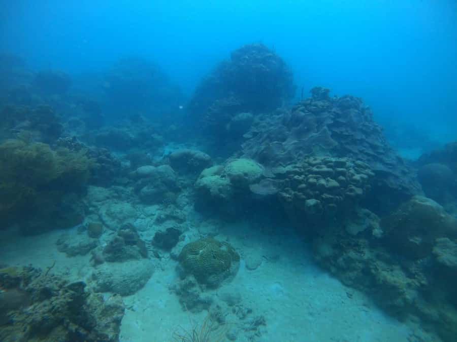 Cartagena: Basic Diving for beginners in Rosario Islands - What to Bring, and What Actually Makes the Day Easier