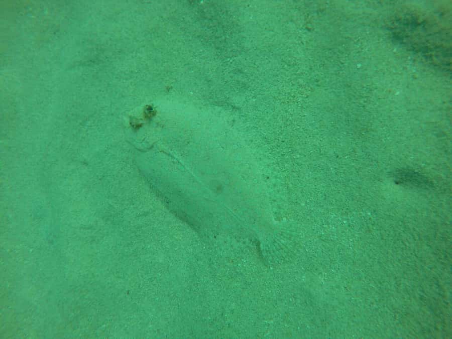Cartagena: Basic Diving for beginners in Rosario Islands - The Schedule That Works for First-Timers