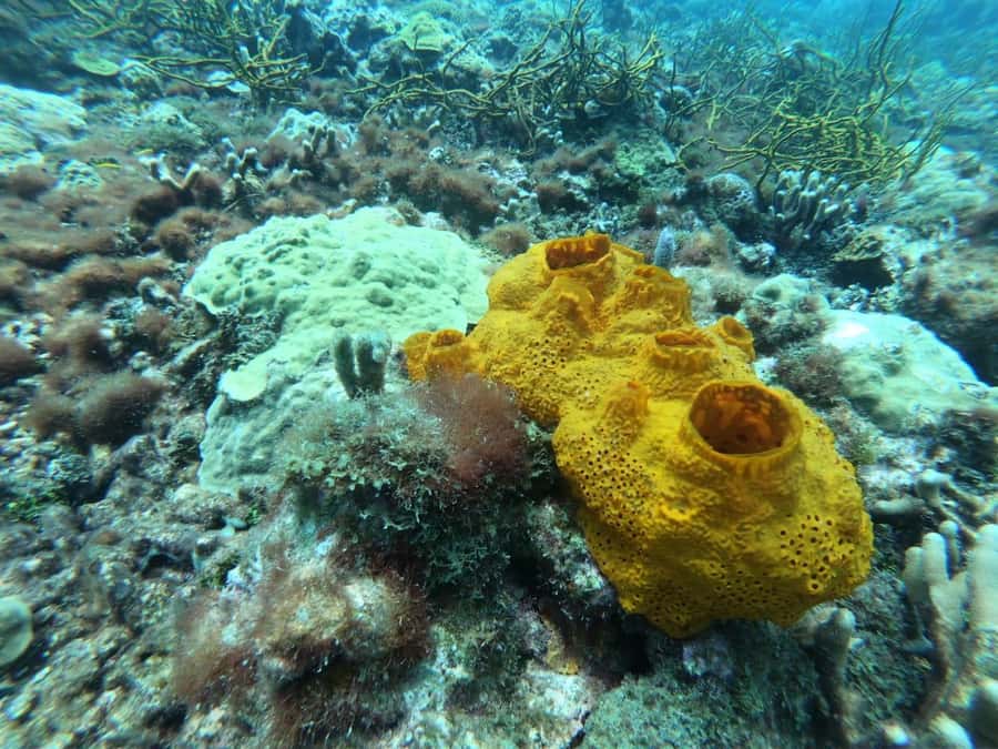 Cartagena: Basic Diving for beginners in Rosario Islands - What You’ll See Underwater in Corales del Rosario