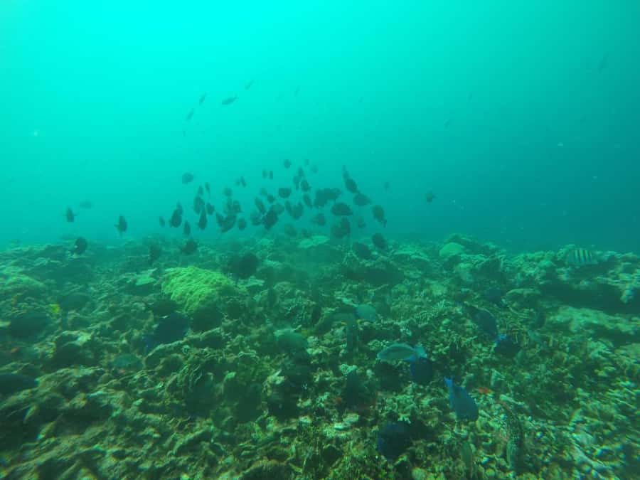 Cartagena: Basic Diving for beginners in Rosario Islands - Price and Value: What $137 Really Covers