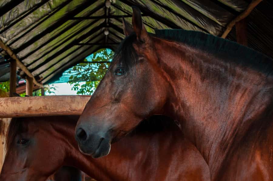 Cartagena: Beach Horse Ride and Colombian Equestrian Culture - Price and Value: Why $186 Can Feel Reasonable Here